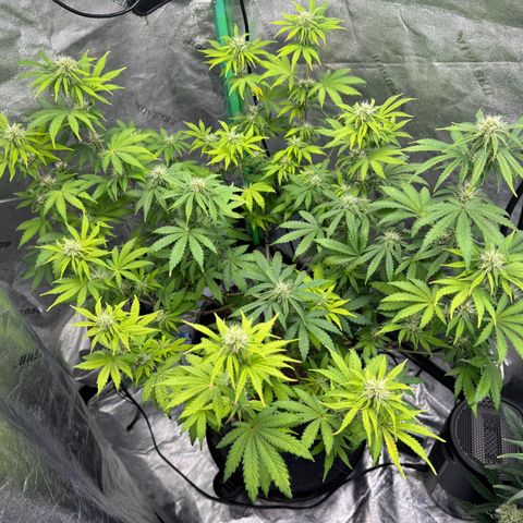 Sour Stomper growlog timeline photo