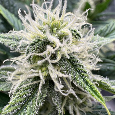 Hubbabubbahaze x Livers BX1 growlog photo: Looking frosty