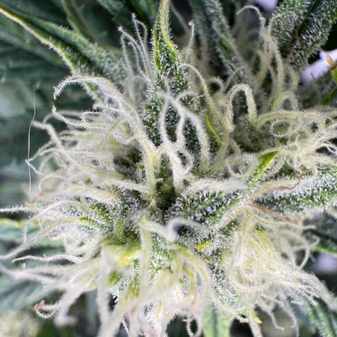 Hubbabubbahaze x Livers BX1 growlog photo: Looking frosty