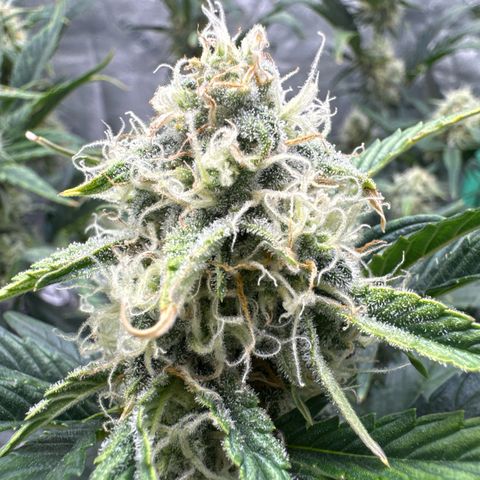Hubbabubbahaze x Livers BX1 growlog timeline photo