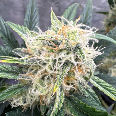 Hubbabubbahaze x Livers BX1 growlog timeline photo