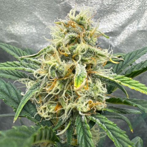 Hubbabubbahaze x Livers BX1 growlog timeline photo