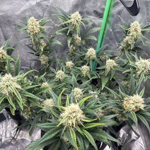Hubbabubbahaze x Livers BX1 growlog timeline photo