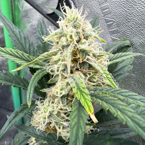 Hubbabubbahaze x Livers BX1 growlog timeline photo