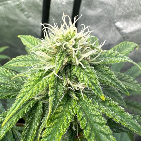 Sour Stomper growlog timeline photo