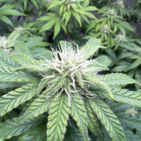 Sour Stomper growlog timeline photo