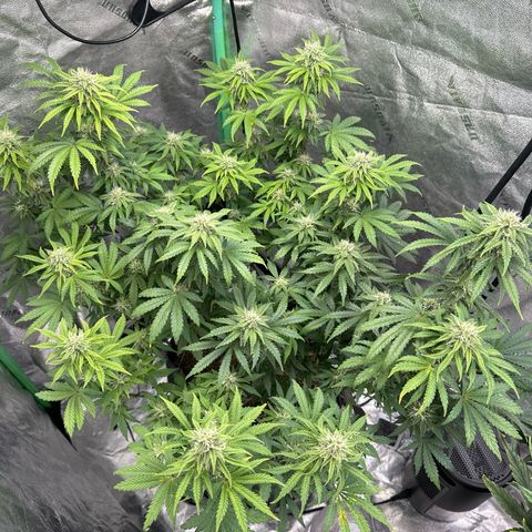 Sour Stomper growlog timeline photo
