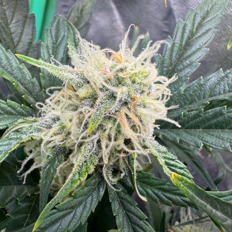 Hubbabubbahaze x Livers BX1 growlog timeline photo