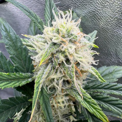 Hubbabubbahaze x Livers BX1 growlog timeline photo