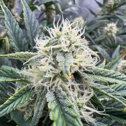 Hubbabubbahaze x Livers BX1 growlog timeline photo