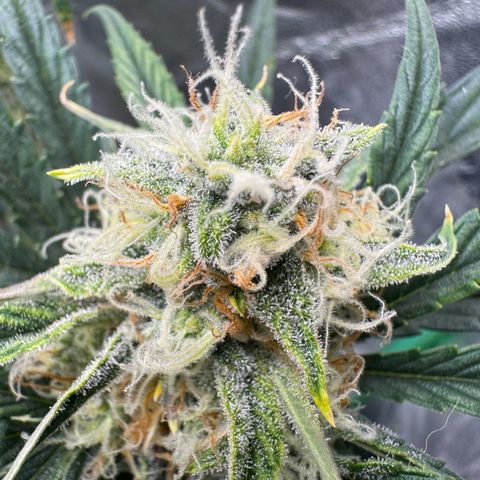 Hubbabubbahaze x Livers BX1 growlog timeline photo