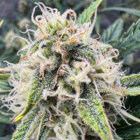 Hubbabubbahaze x Livers BX1 growlog timeline photo