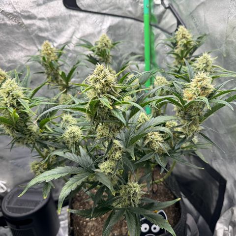 Hubbabubbahaze x Livers BX1 growlog timeline photo