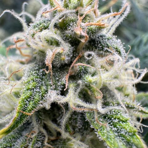 Hubbabubbahaze x Livers BX1 growlog timeline photo