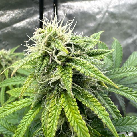 Sour Stomper growlog timeline photo