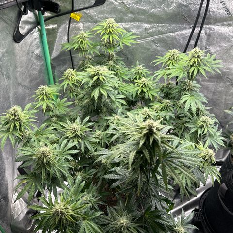 Sour Stomper growlog timeline photo