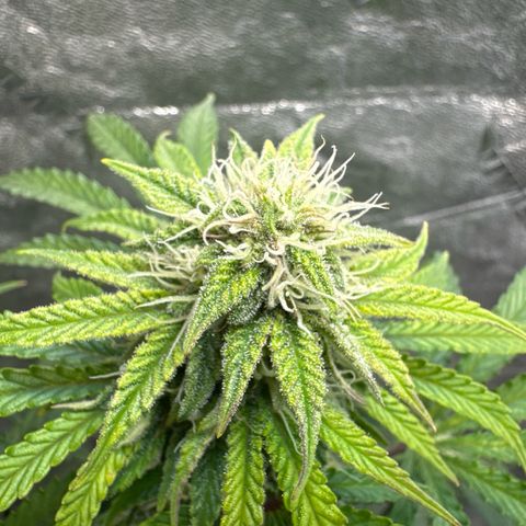 Sour Stomper growlog timeline photo