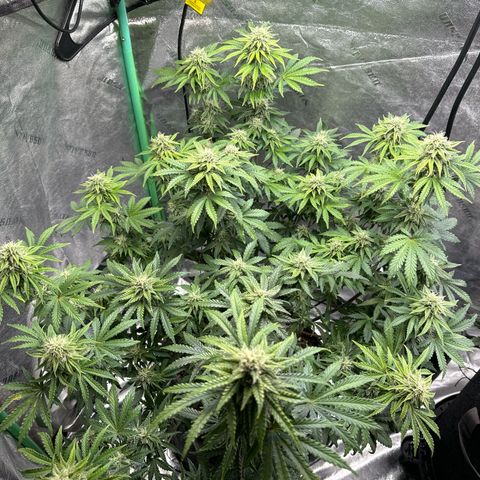 Sour Stomper growlog timeline photo