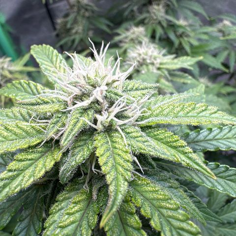 Sour Stomper growlog timeline photo