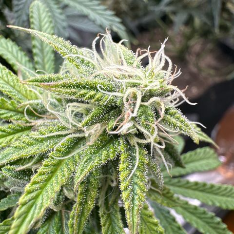 Sour Stomper growlog timeline photo