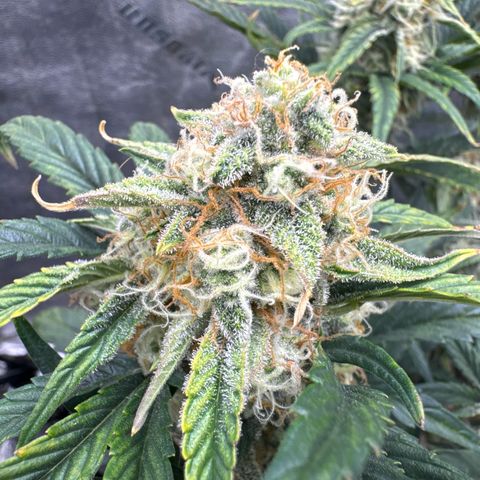 Hubbabubbahaze x Livers BX1 growlog timeline photo