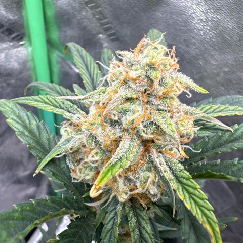 Hubbabubbahaze x Livers BX1 growlog timeline photo