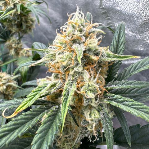 Hubbabubbahaze x Livers BX1 growlog timeline photo