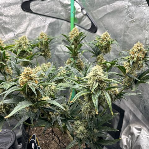Hubbabubbahaze x Livers BX1 growlog timeline photo