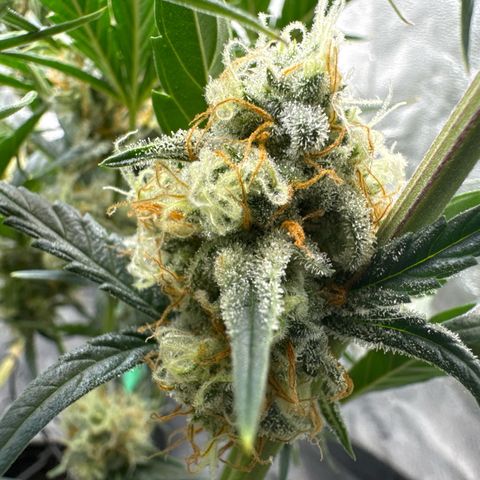 Hubbabubbahaze x Livers BX1 growlog timeline photo