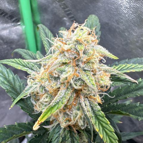 Hubbabubbahaze x Livers BX1 growlog timeline photo