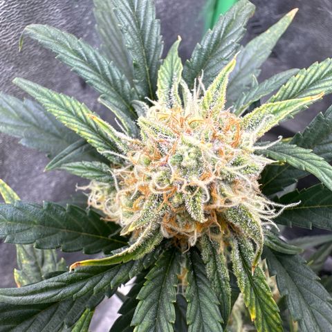 Hubbabubbahaze x Livers BX1 growlog timeline photo