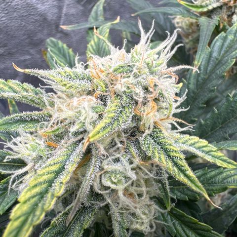 Hubbabubbahaze x Livers BX1 growlog timeline photo