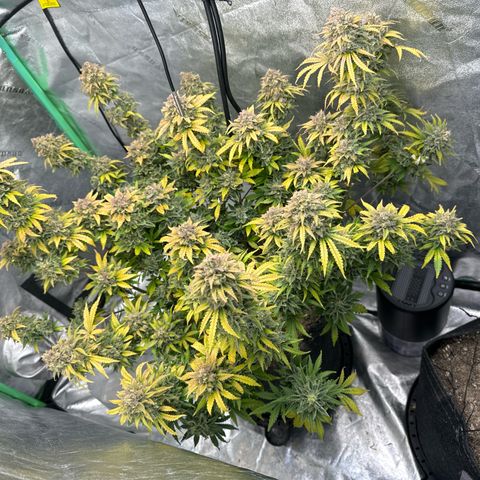 Sour Stomper growlog timeline photo