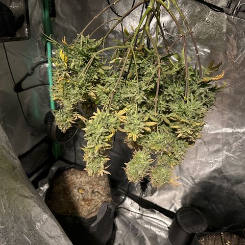 Sour Stomper growlog timeline photo