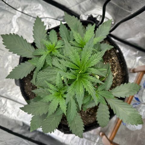 Double Grape X Strawberry nuggets growlog timeline photo