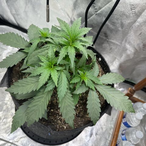 Double Grape X Strawberry nuggets growlog timeline photo