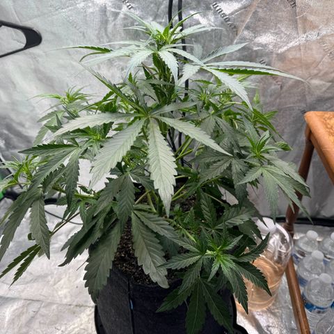 Double Grape X Strawberry nuggets growlog timeline photo