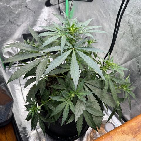 Double Grape X Strawberry nuggets growlog timeline photo
