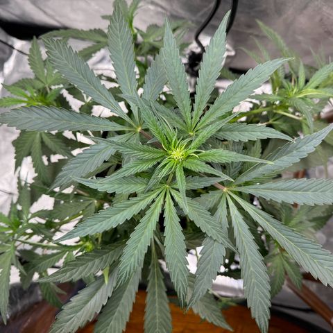 Double Grape X Strawberry nuggets growlog timeline photo