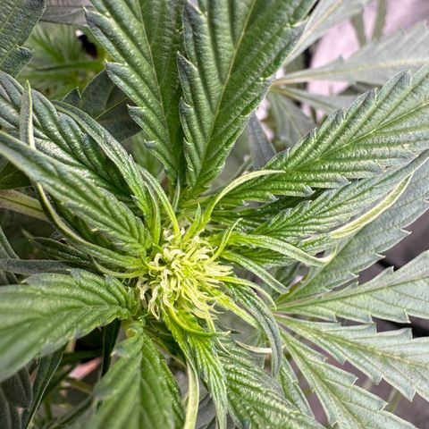 Double Grape X Strawberry nuggets growlog timeline photo