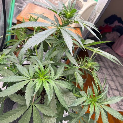 Double Grape X Strawberry nuggets growlog timeline photo