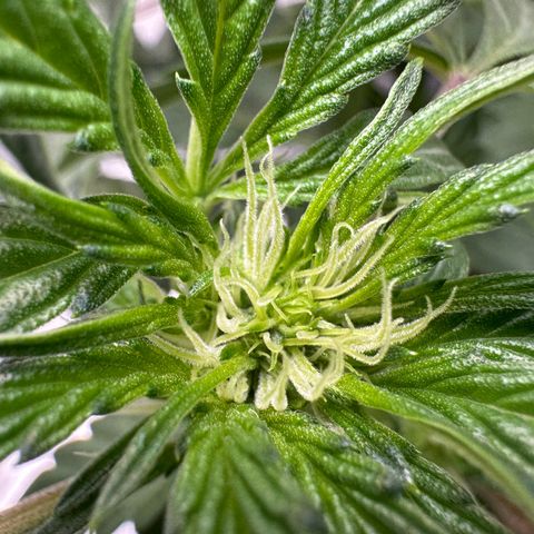 Double Grape X Strawberry nuggets growlog timeline photo