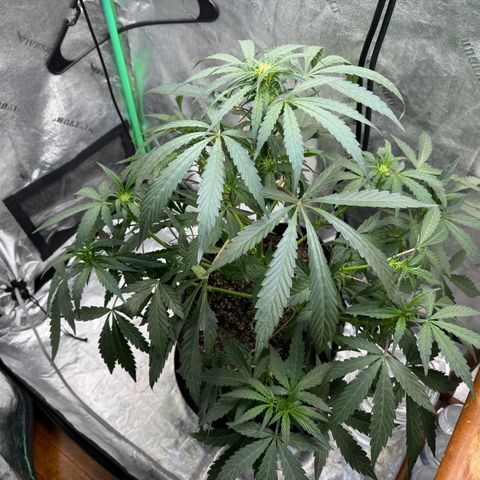 Double Grape X Strawberry nuggets growlog timeline photo