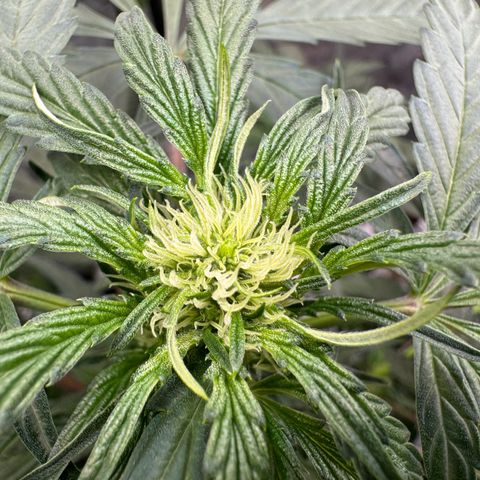 Double Grape X Strawberry nuggets growlog timeline photo