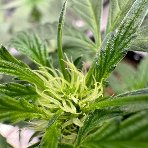 Double Grape X Strawberry nuggets growlog timeline photo