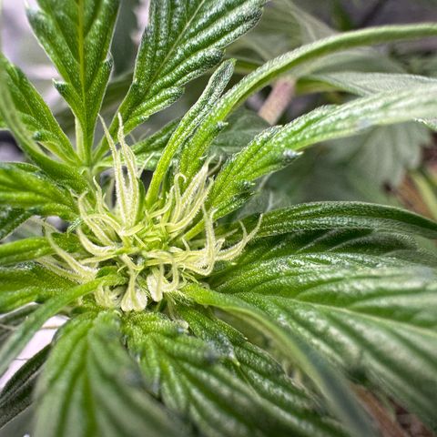Double Grape X Strawberry nuggets growlog timeline photo