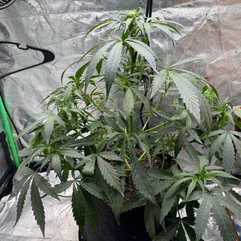 Double Grape X Strawberry nuggets growlog timeline photo
