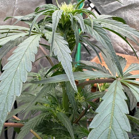 Double Grape X Strawberry nuggets growlog timeline photo