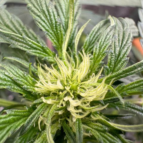 Double Grape X Strawberry nuggets growlog timeline photo