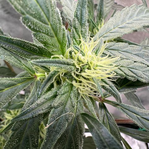 Double Grape X Strawberry nuggets growlog timeline photo